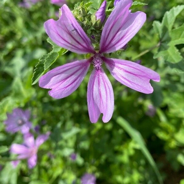 Malva sylvestris Fleur