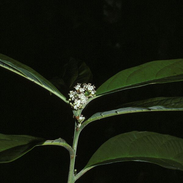 Cordia fanchoniae Цветок