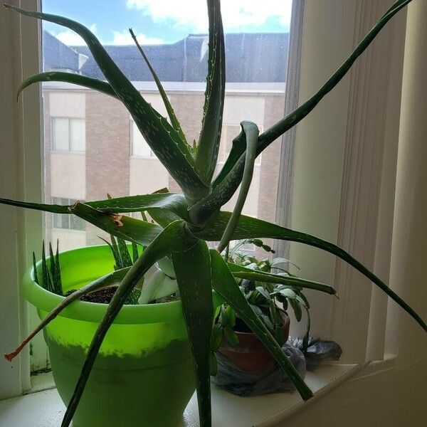 Aloe vera Habitus