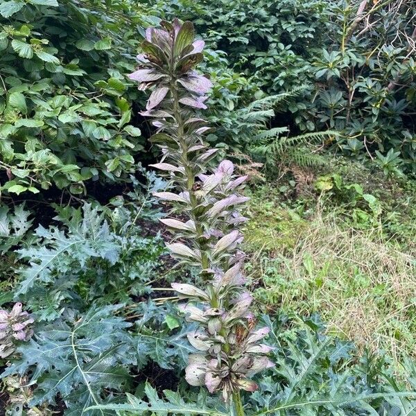 Acanthus spinosus Blüte