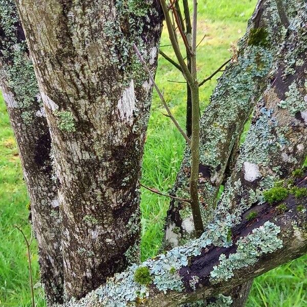 Amelanchier × lamarckii 樹皮