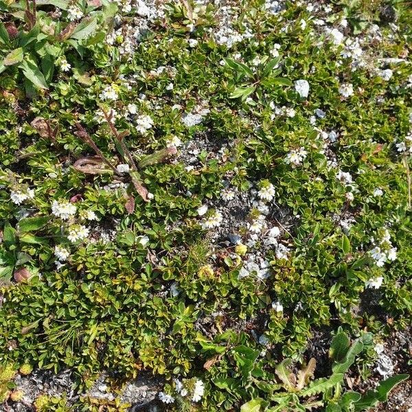 Euphrasia alpina Habit