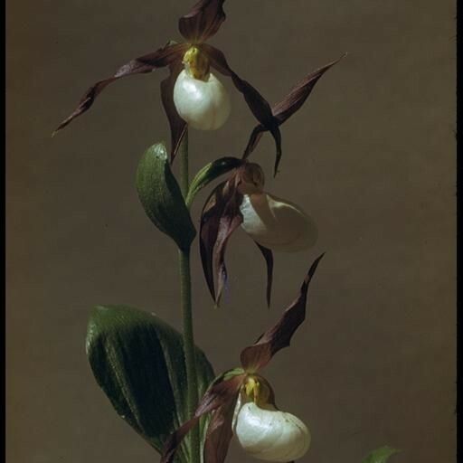 Cypripedium montanum Flower