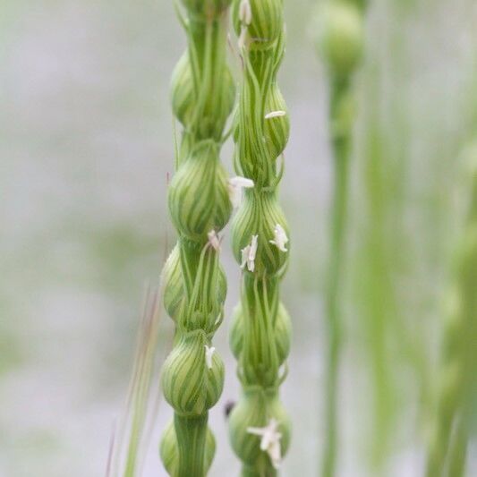 Aegilops ventricosa Muu