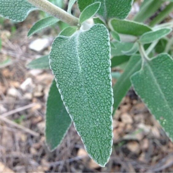 Phlomis purpurea पत्ता