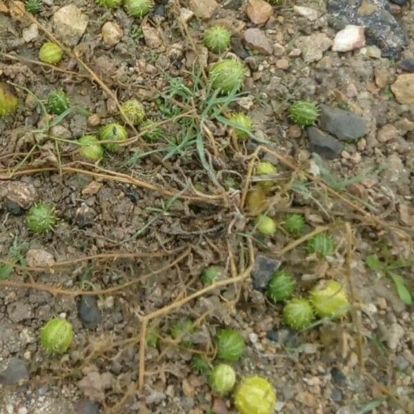 Cucumis myriocarpus Fruit