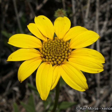 Helianthus gracilentus Lorea