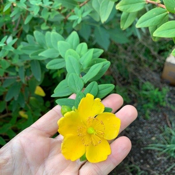 Hypericum prolificum Flower