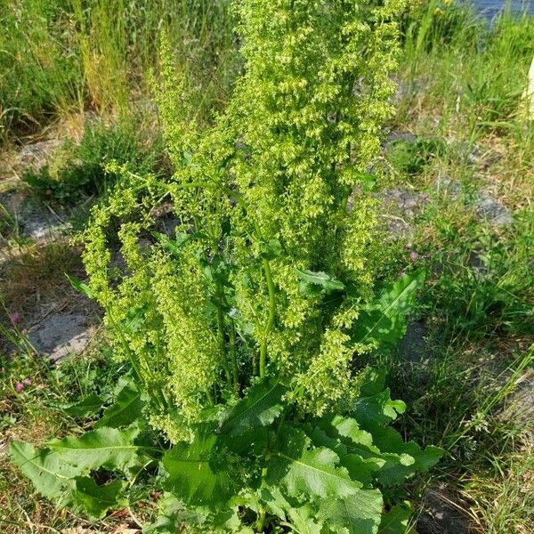 Rumex confertus Habitus