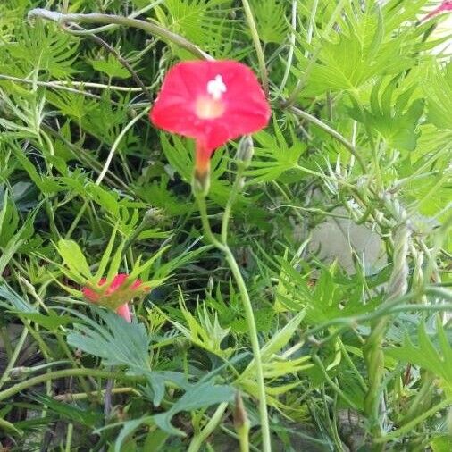 Ipomoea coccinea 花