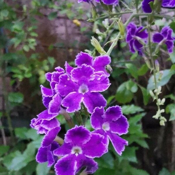 Duranta erecta Blomma