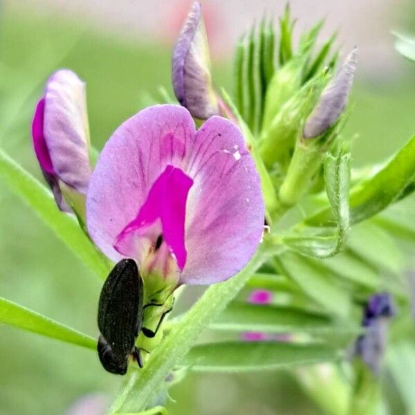 Vicia sativa Other