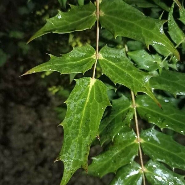 Berberis japonica Leaf