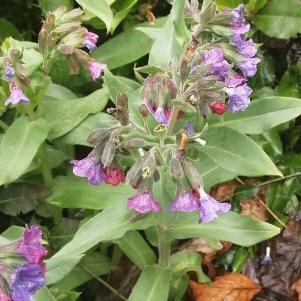 Pulmonaria mollis Çiçek