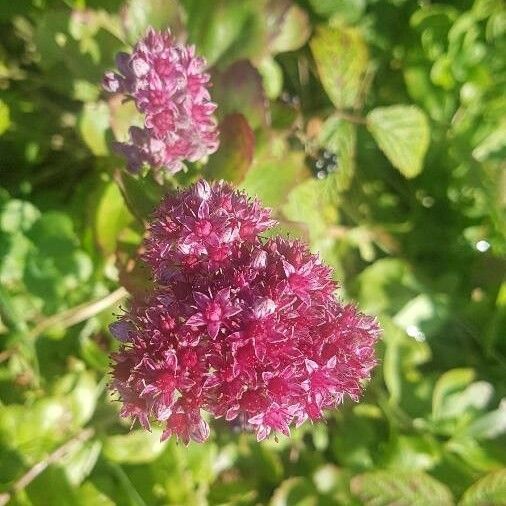 Hylotelephium telephium Flower