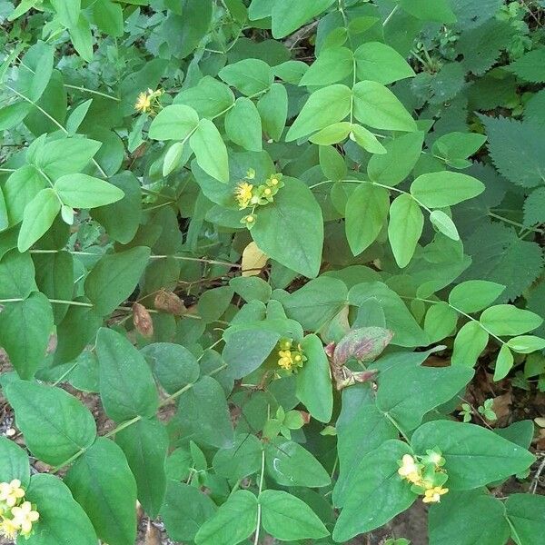 Hypericum androsaemum Vekstform