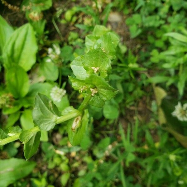 Triodanis perfoliata Folha