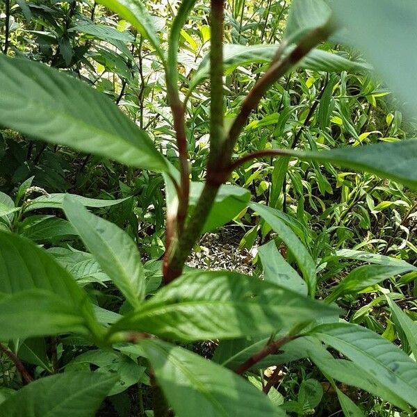 Persicaria lapathifolia Bark