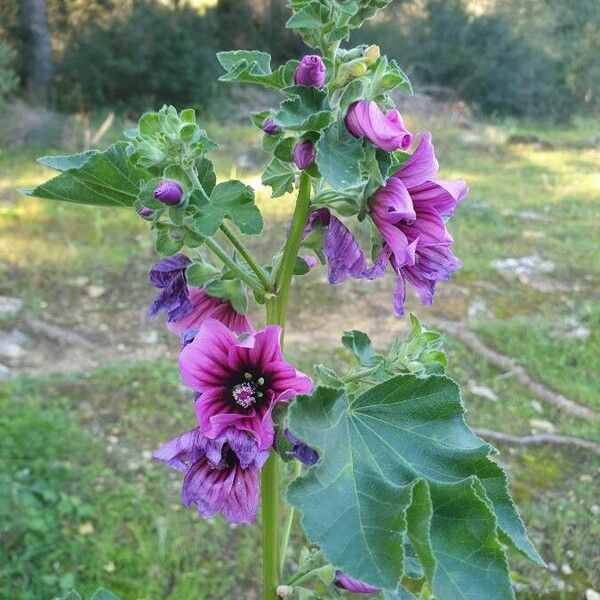 Malva arborea Květ