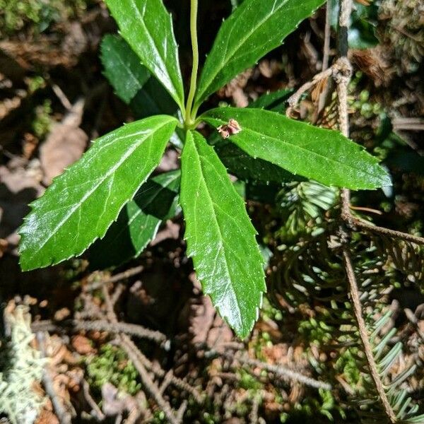 Chimaphila umbellata Leaf