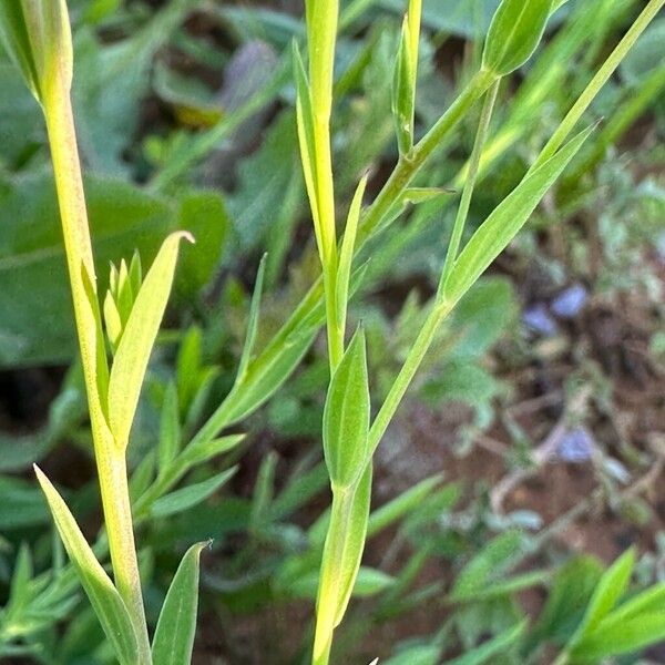 Linum bienne Blad