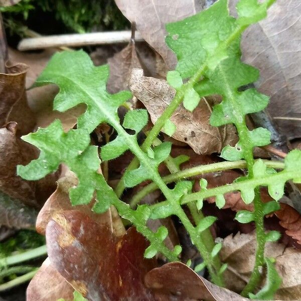 Arabidopsis arenosa ഇല