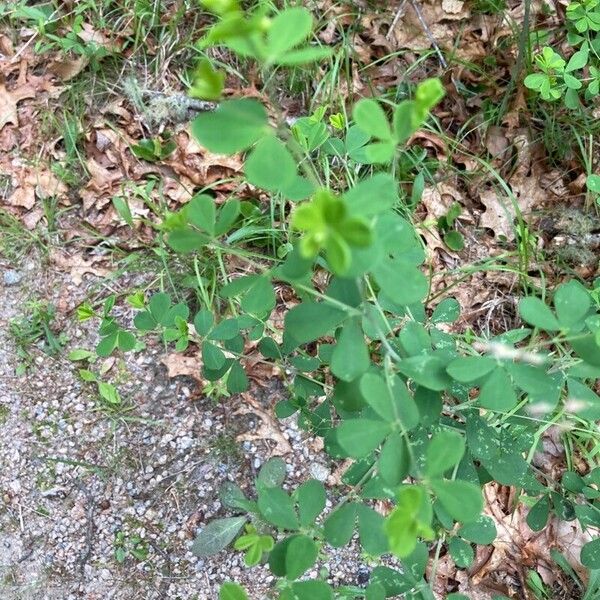 Baptisia tinctoria Blad