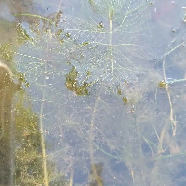 Myriophyllum spicatum Листок