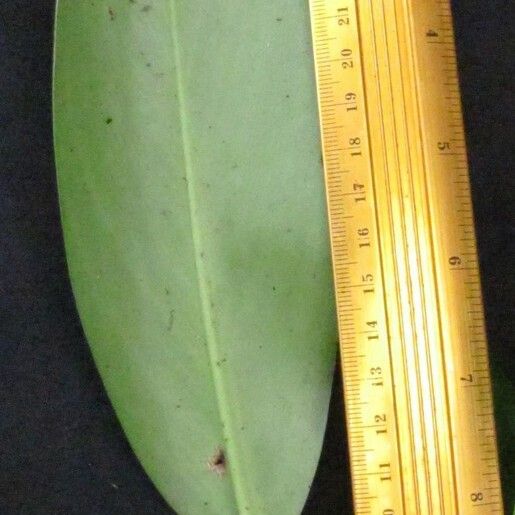 Stenospermation spruceanum Leaf