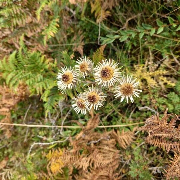 Carlina vulgaris Bloem