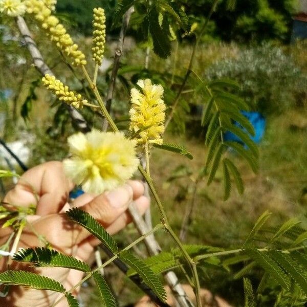 Acaciella angustissima Цветок