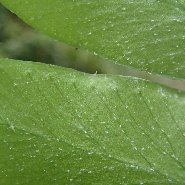 Arthropteris palisotii Blatt