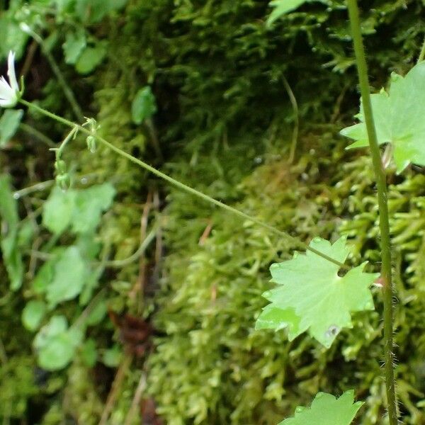 Saxifraga rotundifolia 整株植物