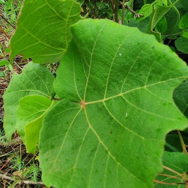 Dombeya rotundifolia Fulla