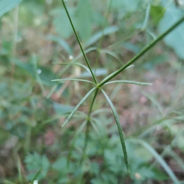 Asperula tinctoria Leaf