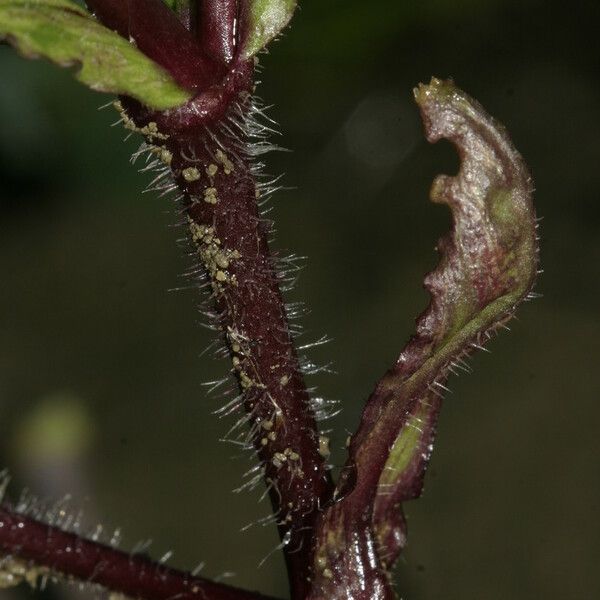 Silene fuscata പുറംതൊലി