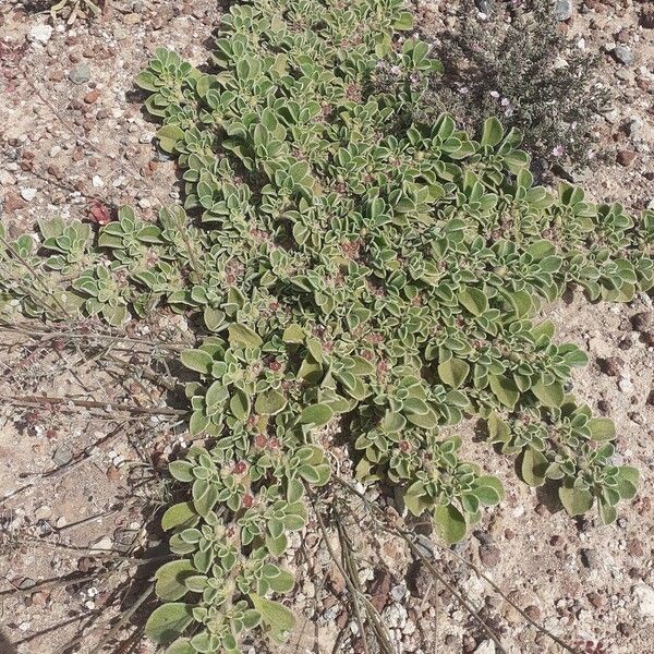 Aizoon canariense Hoja