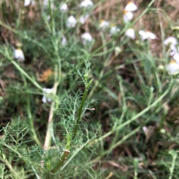 Matricaria chamomilla Leaf