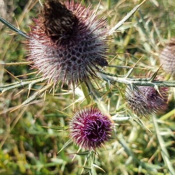 Cirsium eriophorum Fiore