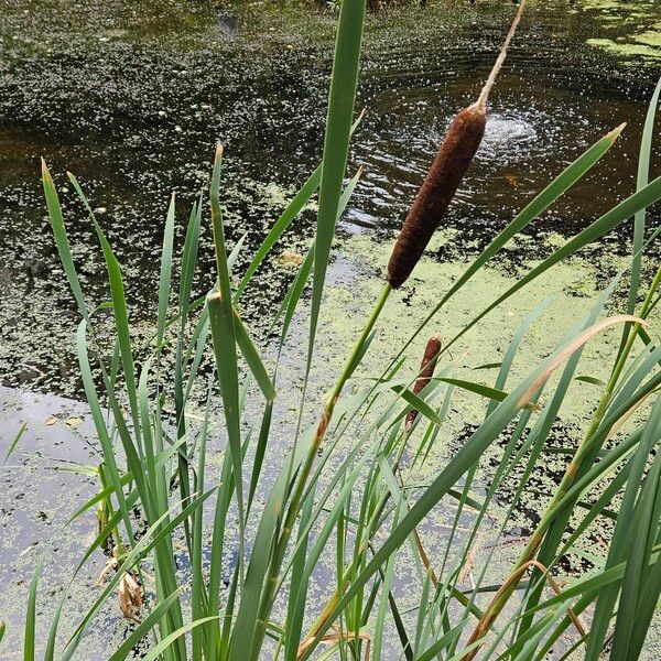 Typha latifolia Elinympäristö