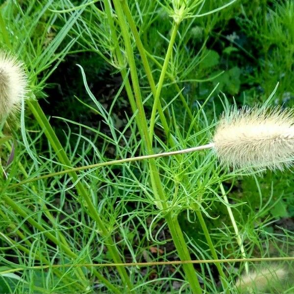 Lagurus ovatus Φρούτο