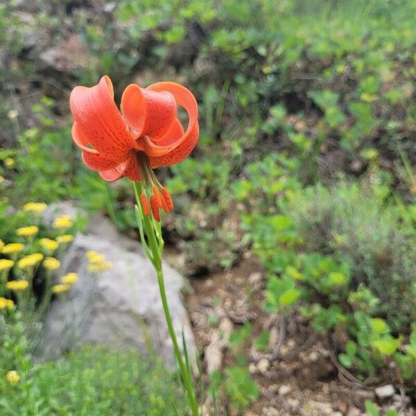 Lilium pomponium Flor