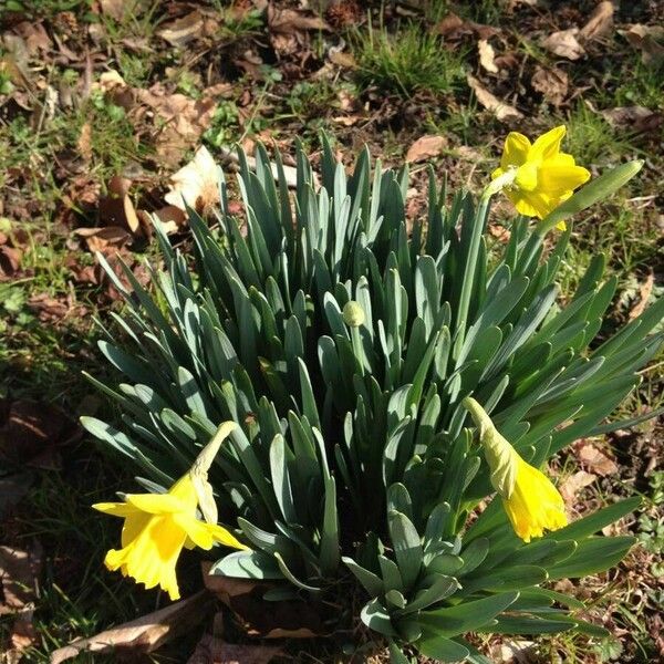 Narcissus pseudonarcissus Costuma