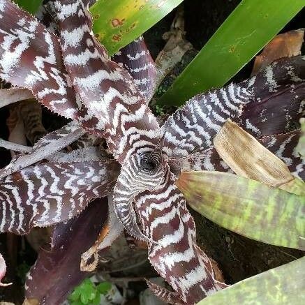 Cryptanthus zonatus Leaf