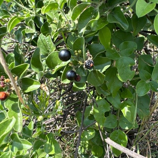 Jasminum fluminense Fruit