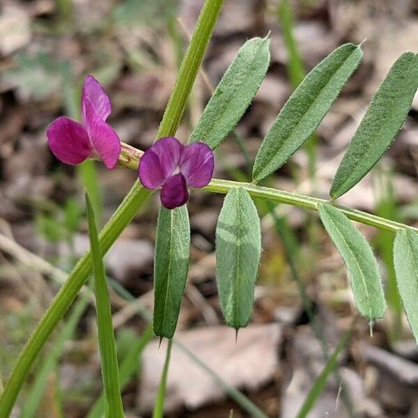 Vicia sativa ফুল