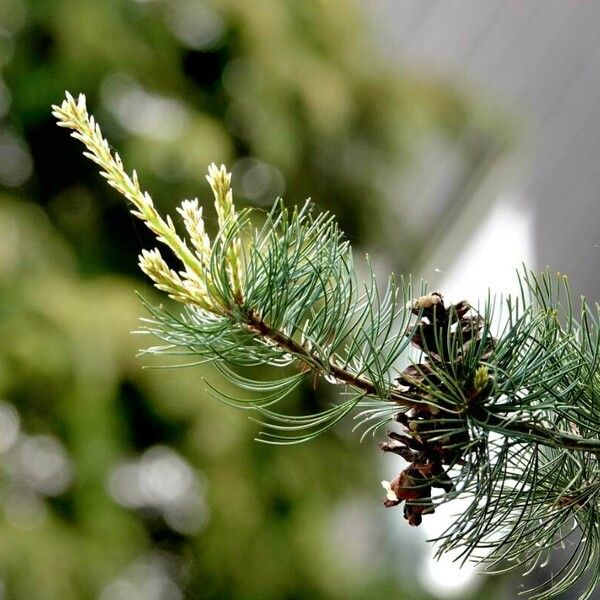 Pinus parviflora Folla