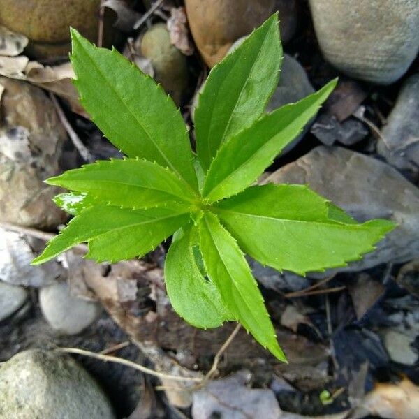 Impatiens aurella Leaf