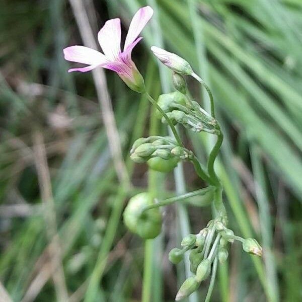 Oxalis debilis 花