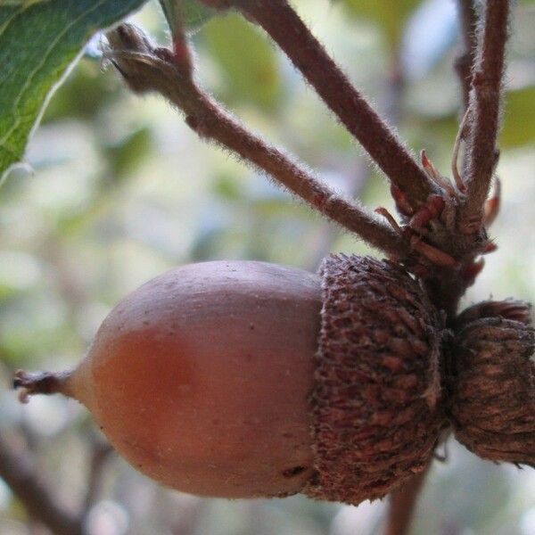 Quercus berberidifolia Fruit